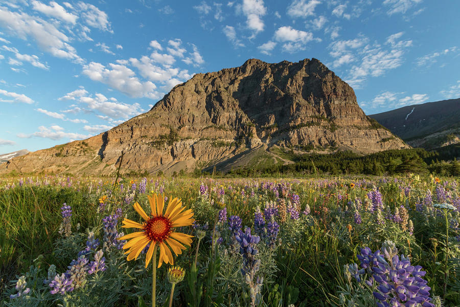 Wildflowers and Atlyn Peak at Sunrise Photograph by Tony Hake