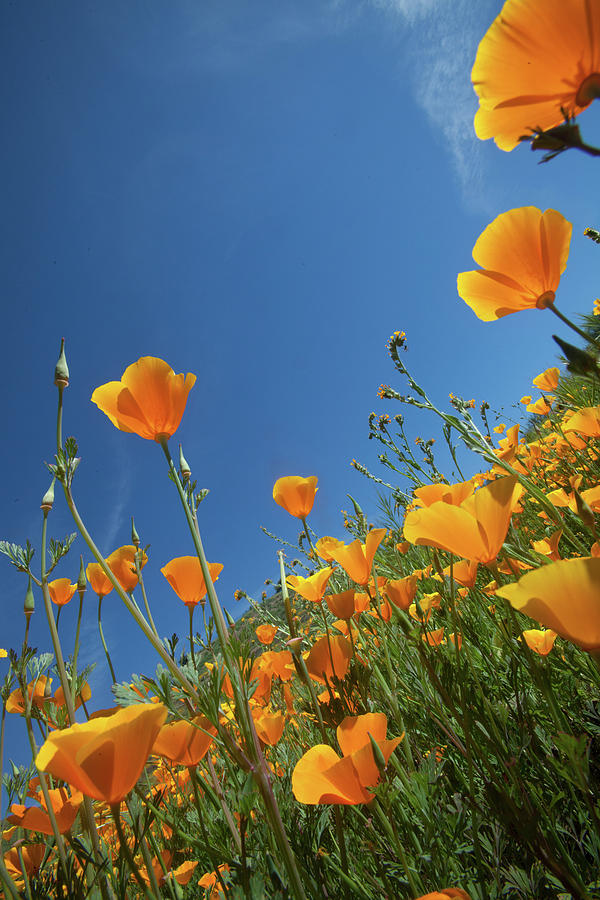 Wildflowers and Blue Sky Photograph by Cliff Wassmann