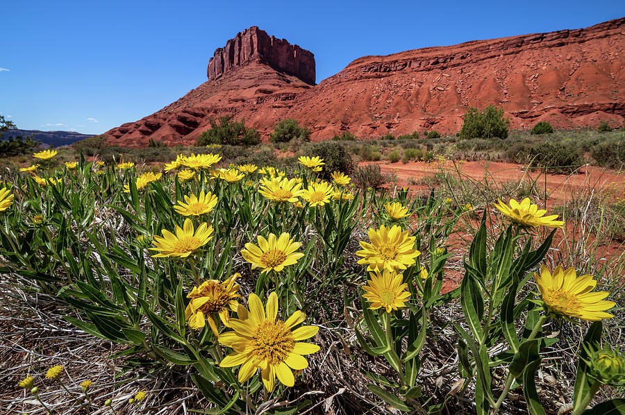 Wildflowers And Butte Photograph