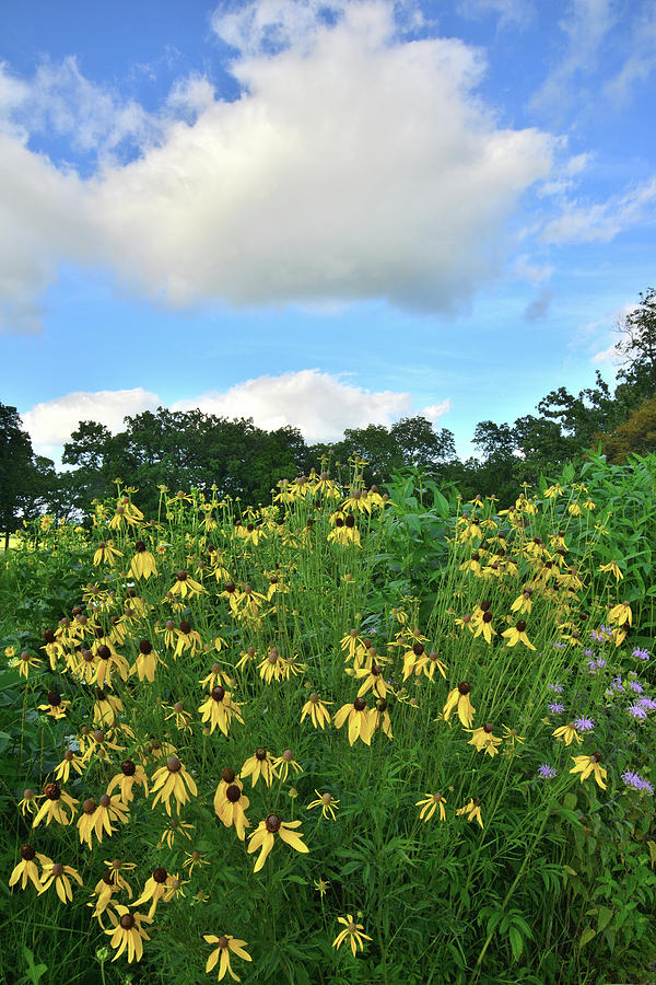 Wildflowers and Clouds in Glacial Park Photograph by Ray Mathis