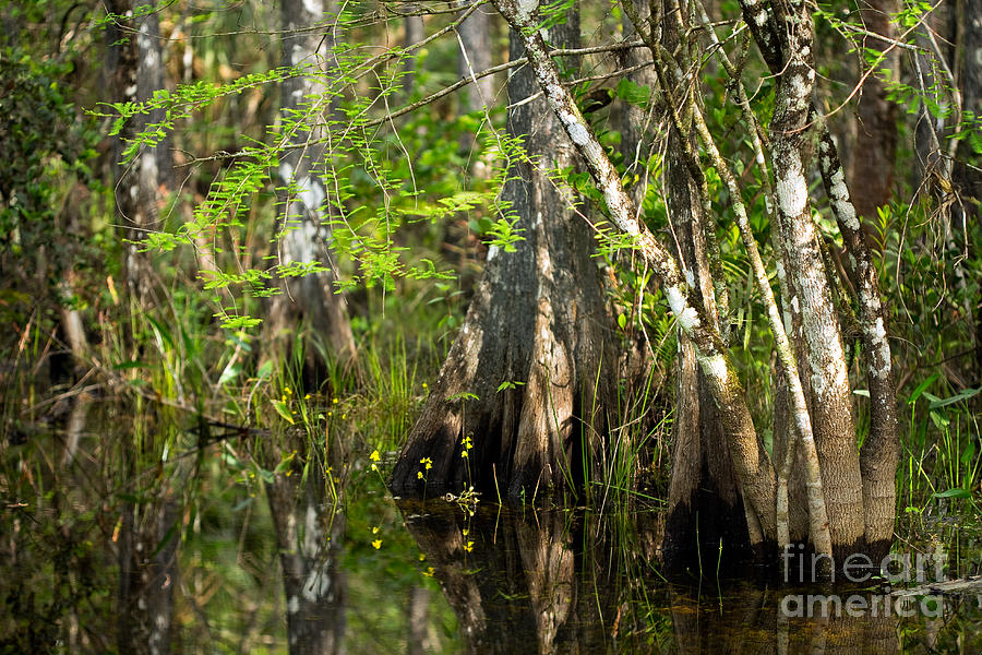 Tree Photograph - Wildflowers and Cypress Trunks in Florida Swamp by Matt Tilghman