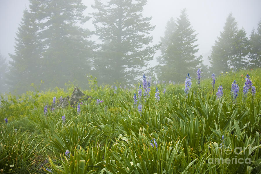 Wildflowers and Fog Photograph by Idaho Scenic Images Linda Lantzy