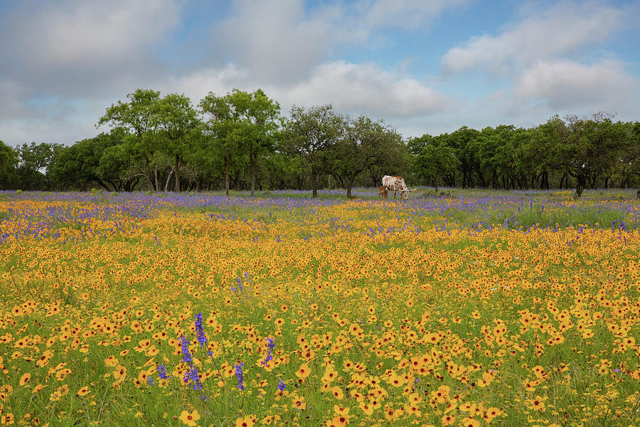 Wildflowers And Longhorns In The Texas Hill Country 1 Photograph