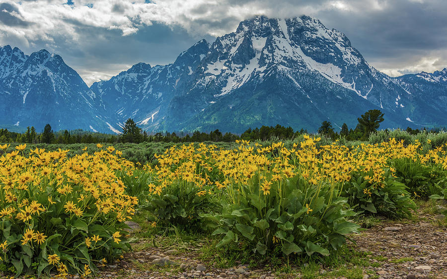 Wildflowers And Mount Moran Photograph by Yeates Photography