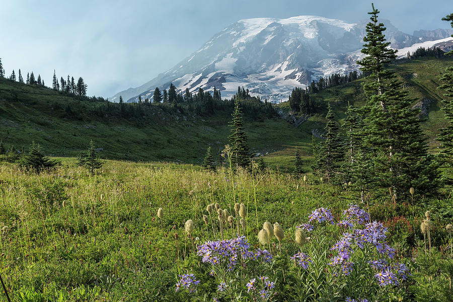 Wildflowers and Mount Rainier by Belinda Greb Wildflowers and Mount Rainier by Belinda Greb