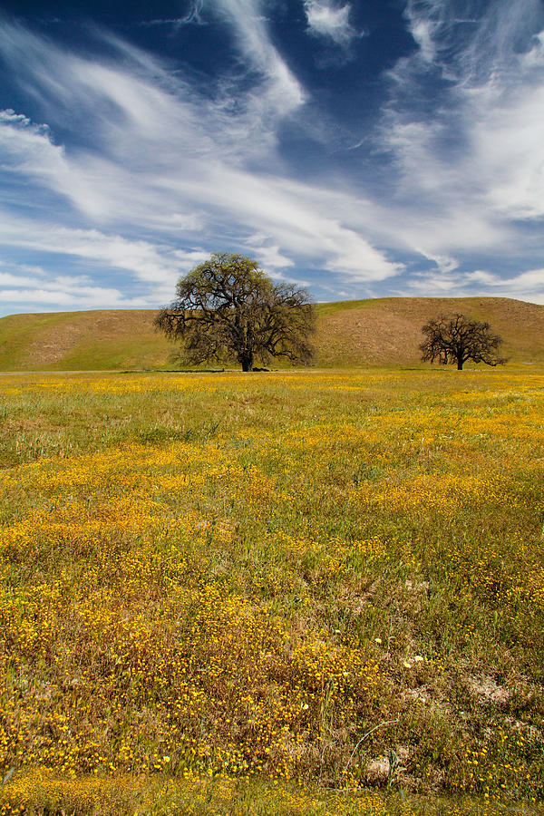 Wildflowers and Oak Trees Photograph by Roger Mullenhour