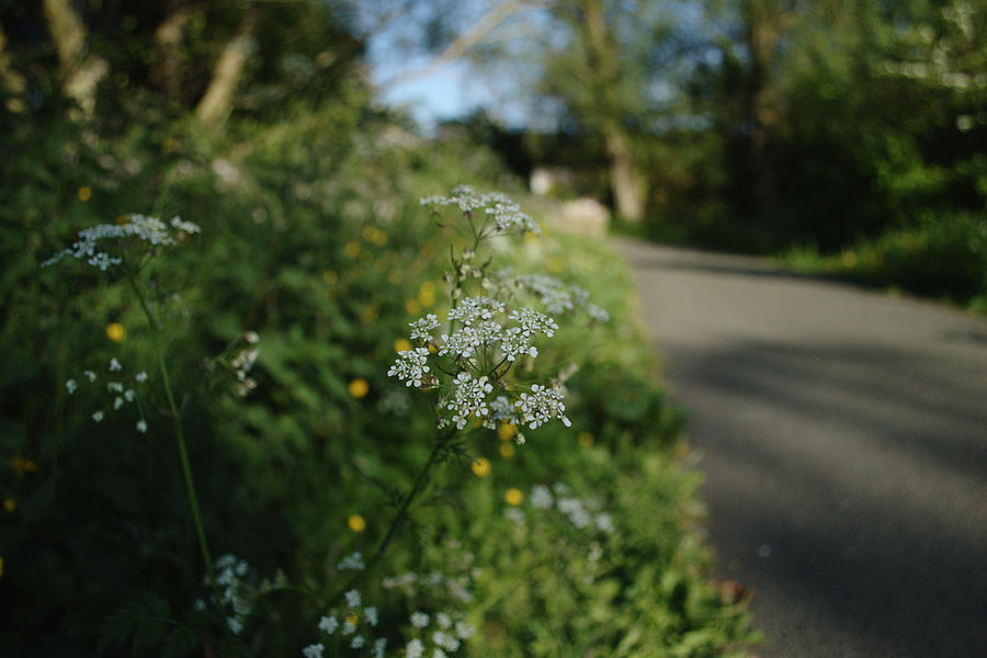 Wildflowers And Path Photograph by Adrian Wale