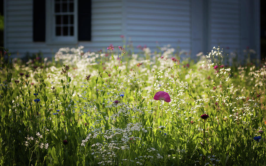Wildflowers and Pink Poppy Sunshine Photograph by Terry DeLuco