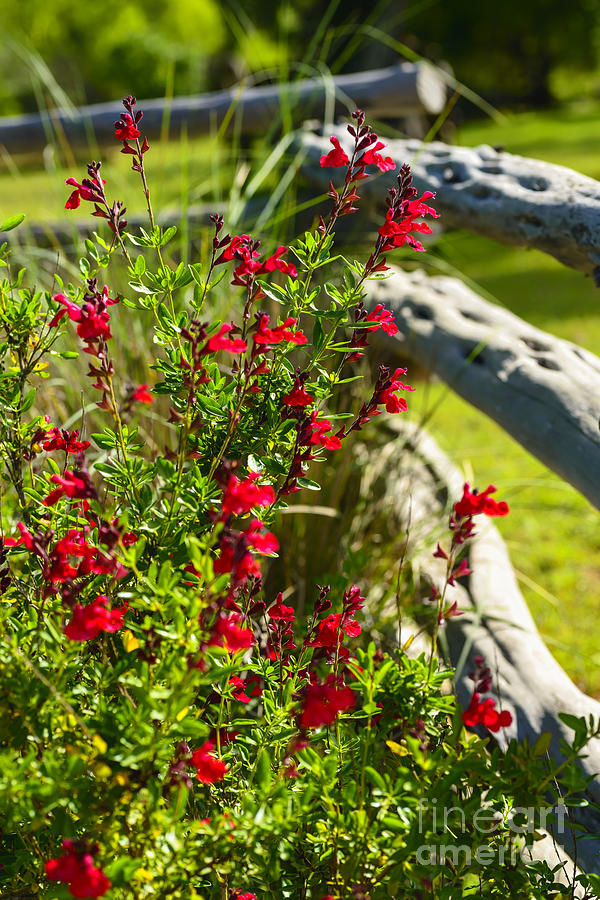Wildflowers and Rail Fence Photograph by Thomas R Fletcher