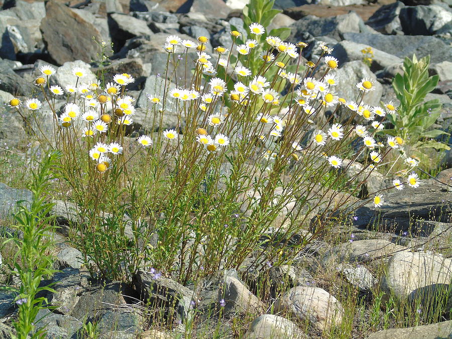 Wildflowers and Rocks Photograph by Susan Lafleur