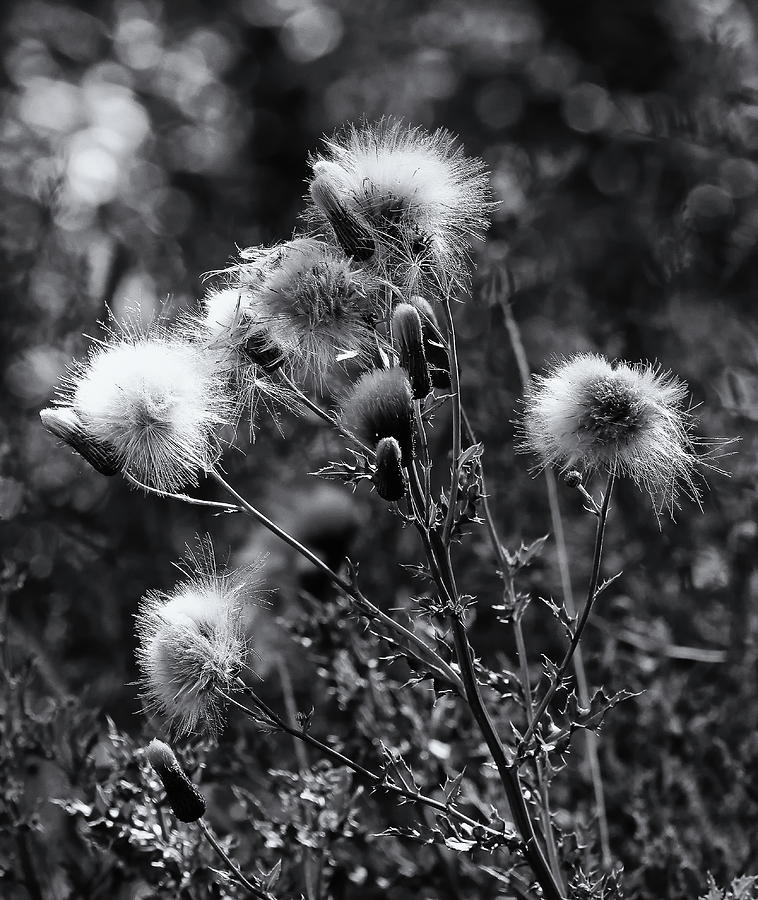 Wildflowers and Seedheads Monochrome Photograph by Jeff Townsend
