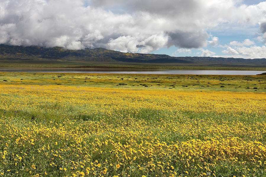 Wildflowers and Soda Lake Photograph by Rick Pisio
