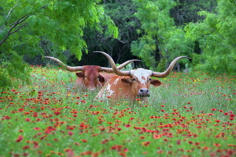 Wildflowers and Texas Longhorns 1 Photograph by Rob Greebon
