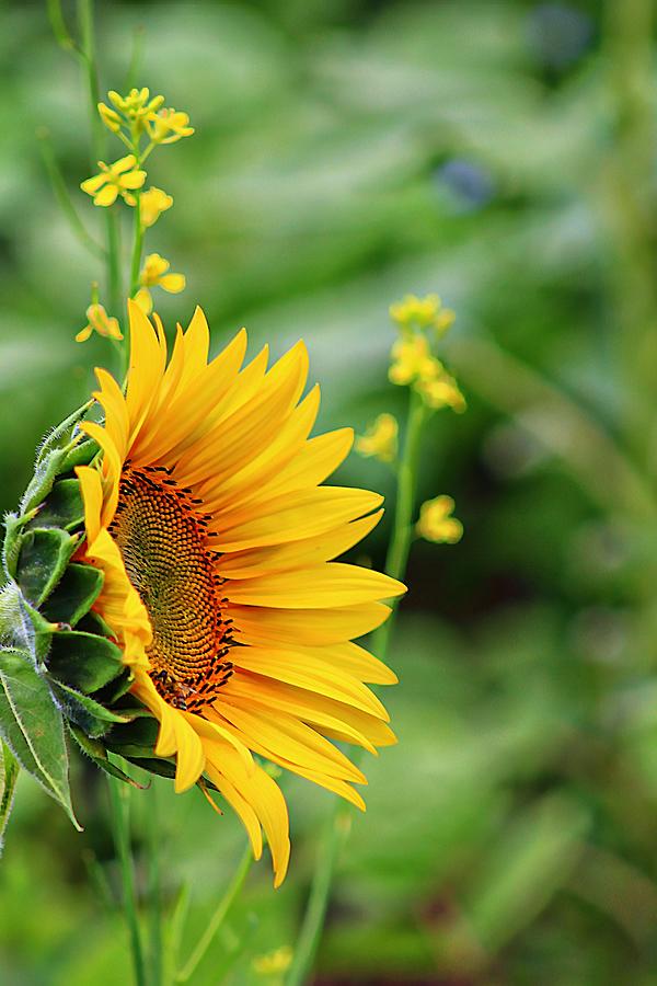 Wildflowers and the Sunflower Photograph by Karen McKenzie McAdoo