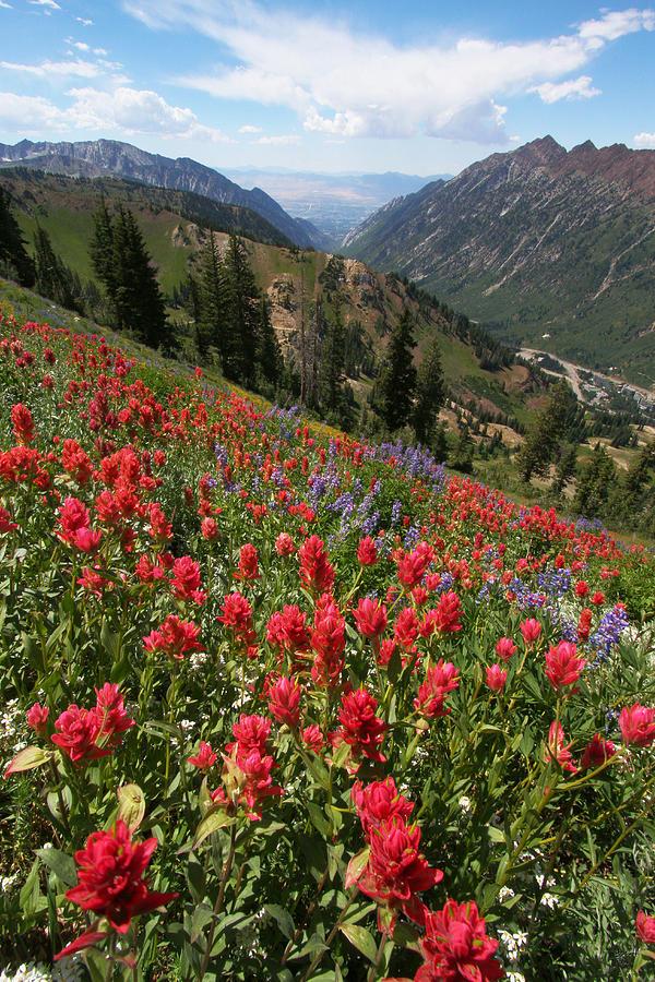 Wildflowers and View Down Canyon Photograph by Brett Pelletier