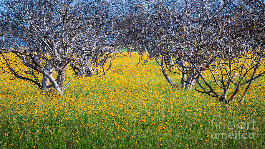 Wildflowers Photograph by Anthony Michael Bonafede