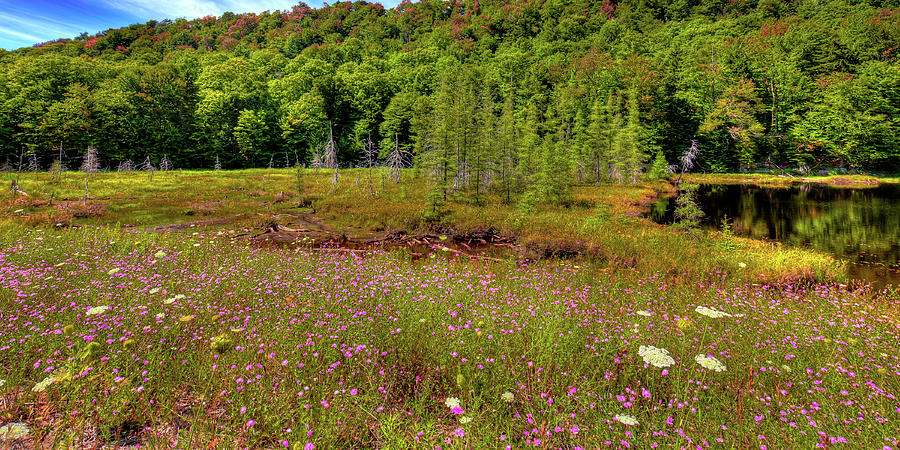 Wildflowers at Bald Mountain Pond Photograph by David Patterson