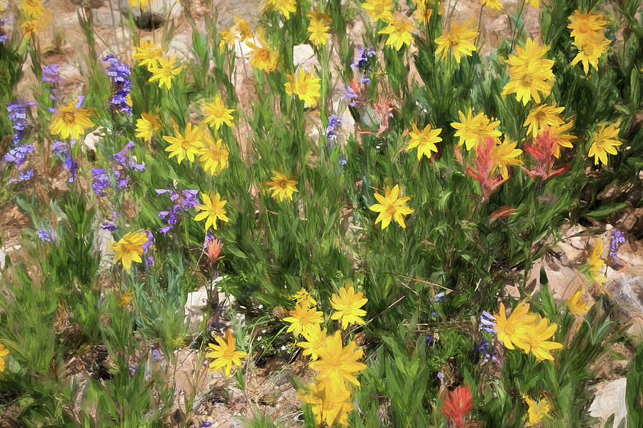 Wildflowers at Cedar Breaks Photograph by Donna Kennedy