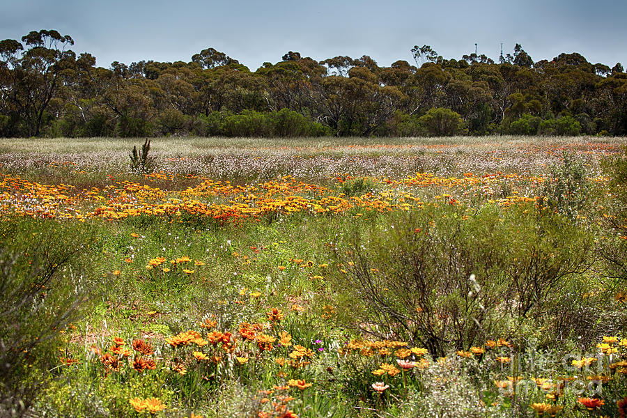 Wildflowers at Flinders Ranges Photograph by Douglas Barnard