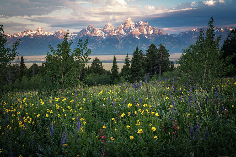 Wildflowers at Grand Teton National Park Photograph by James Udall