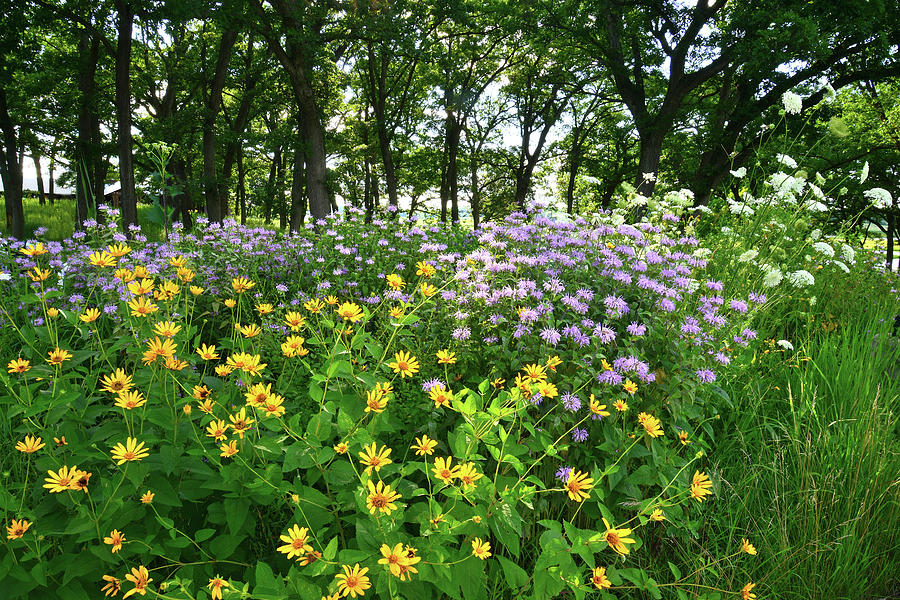 Wildflowers at Hidden Valley Visitor Center in Glacial Park Photograph by Ray Mathis