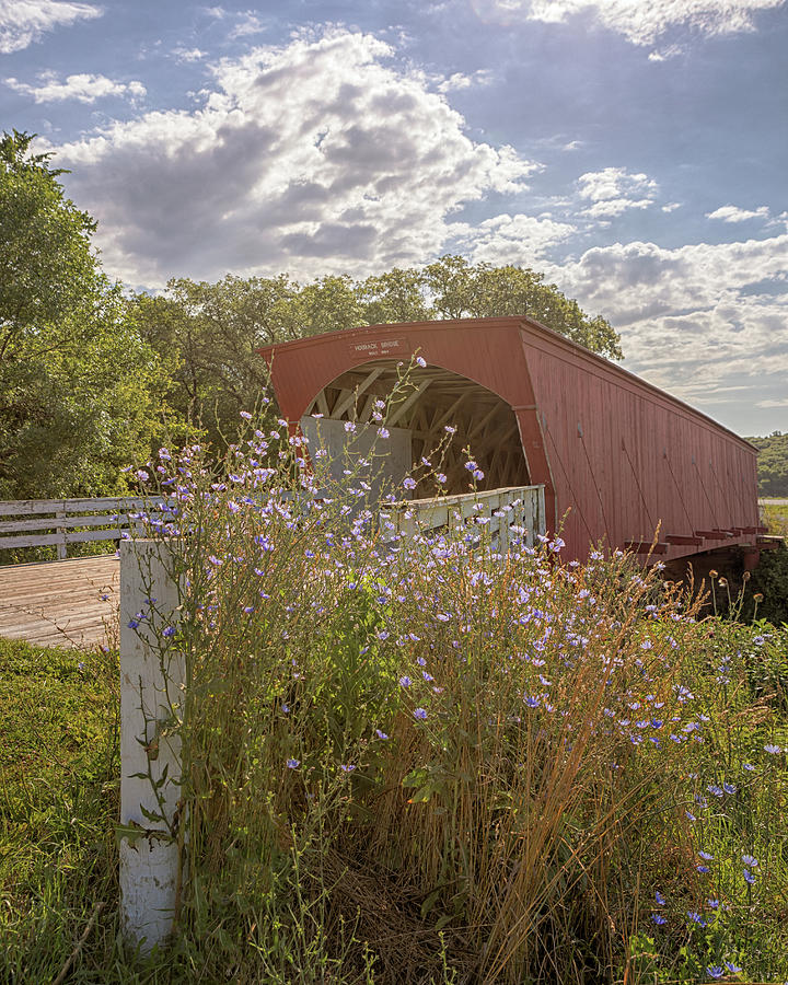 Wildflowers at Hogback Bridge Photograph by Susan Rissi Tregoning