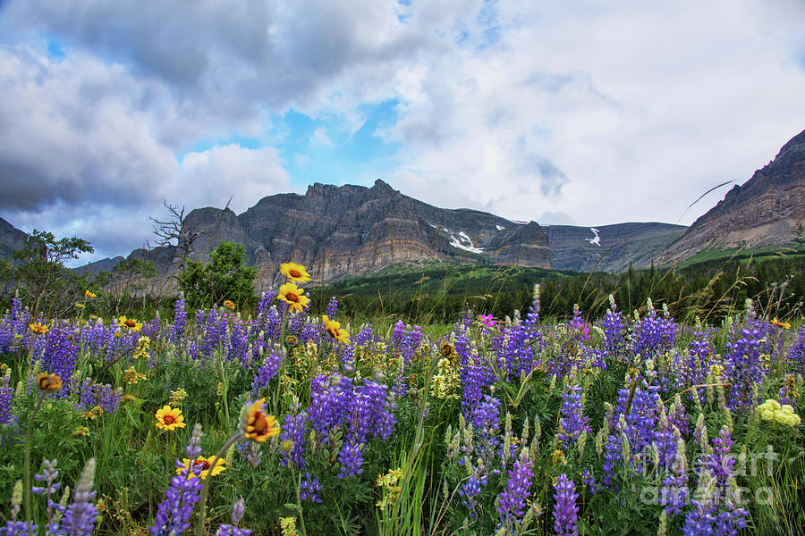 Wildflowers at Many Glacier Photograph by Jean Hutchison