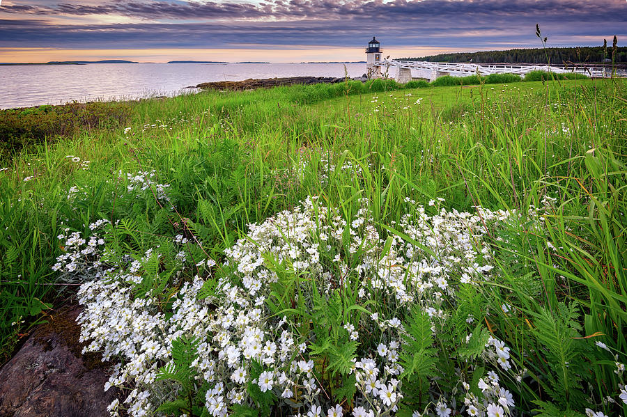 Forrest Gump Photograph - Wildflowers at Marshall Point by Rick Berk