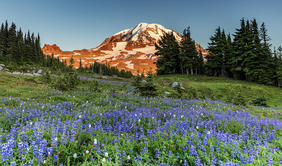 Wildflowers at Mount Rainier Photograph by Michael Holly | Fine Art America