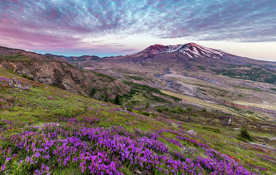 Wildflowers At Mount. St. Helen's Photograph by Michael Holly - Fine ...