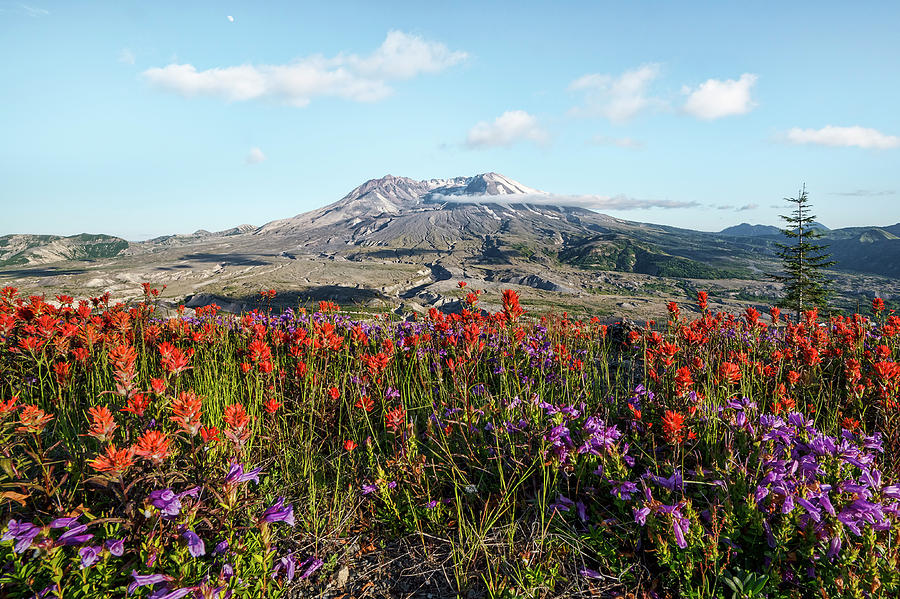 Wildflowers At Mount St Helens Photograph