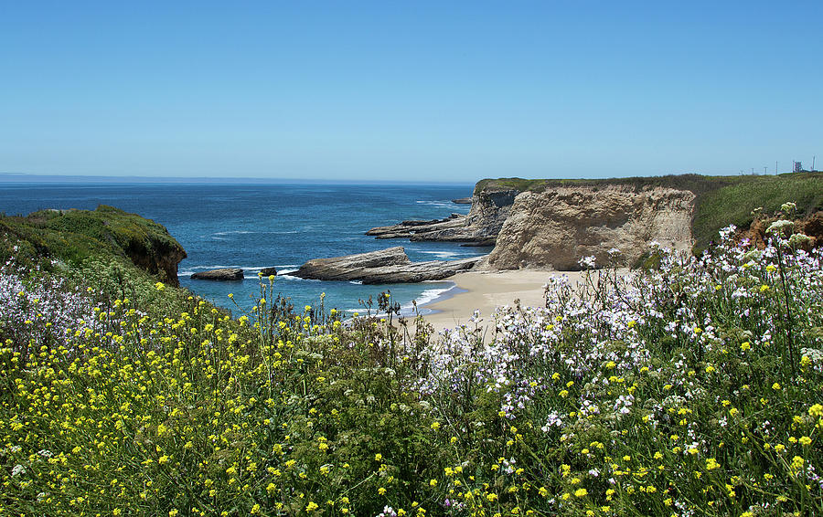 Wildflowers at Panther Beach - Santa Cruz - California Photograph by Brendan Reals