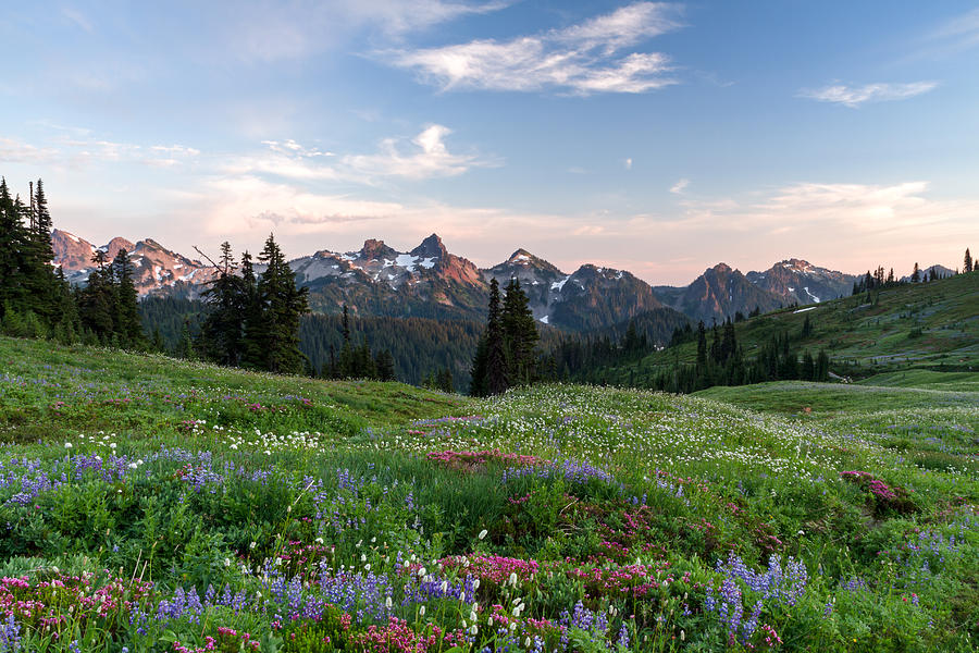 Wildflowers at Paradise Photograph by Michael Russell