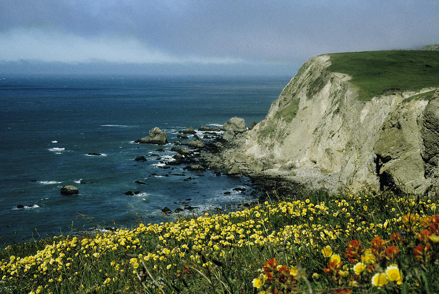 Wildflowers at Pt. Reyes Photograph by John Farley