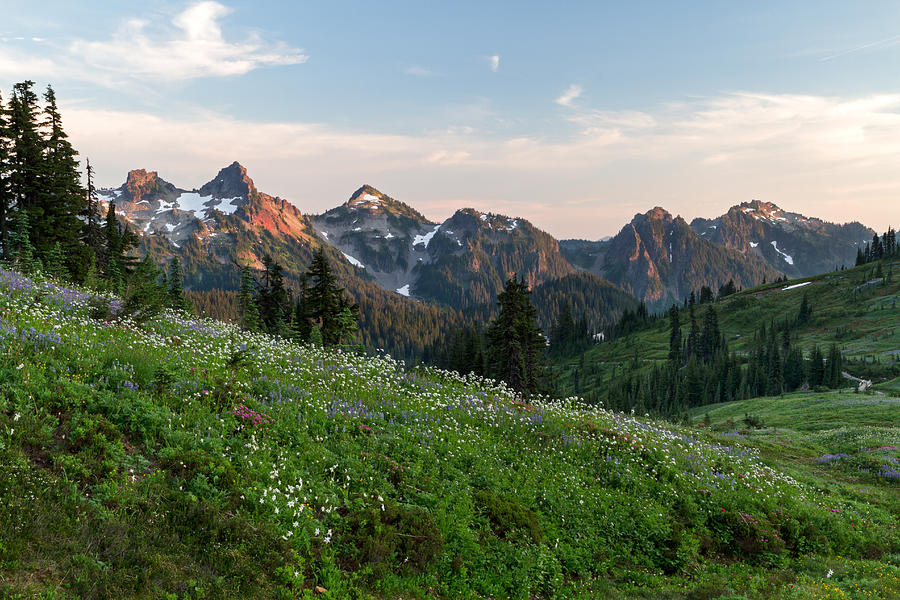 Wildflowers at Rainier Photograph by Michael Russell