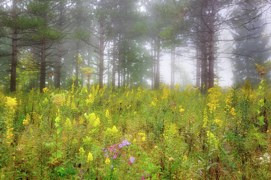 Wildflowers at Retzer Nature Center  Photograph by Jennifer Rondinelli Reilly - Fine Art Photography