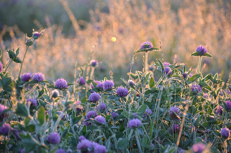 Nature Photograph - Wildflowers at Sunrise by Maria Urso