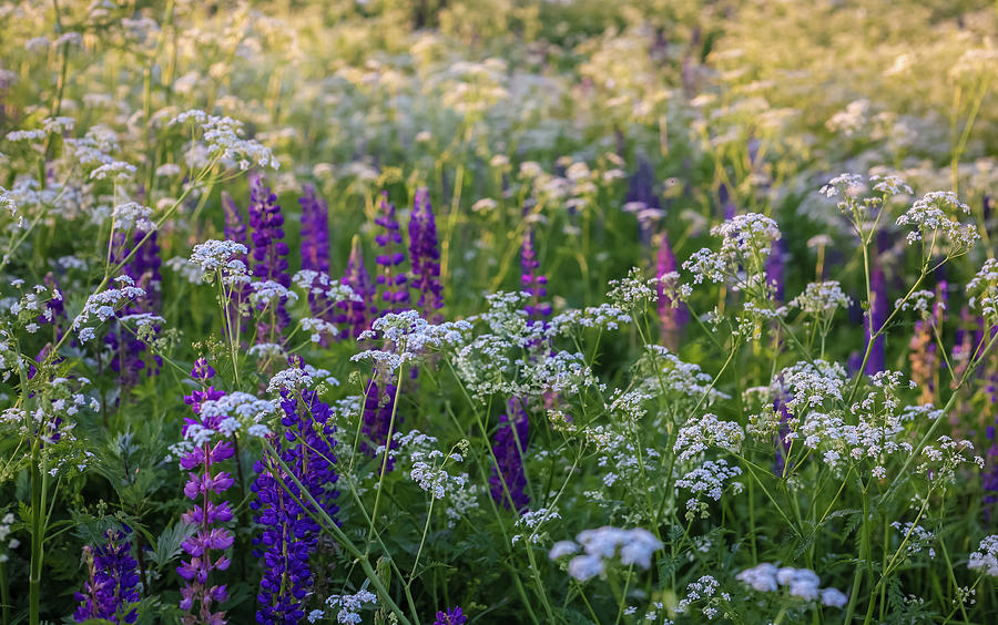 Wildflowers At Sunset Photograph