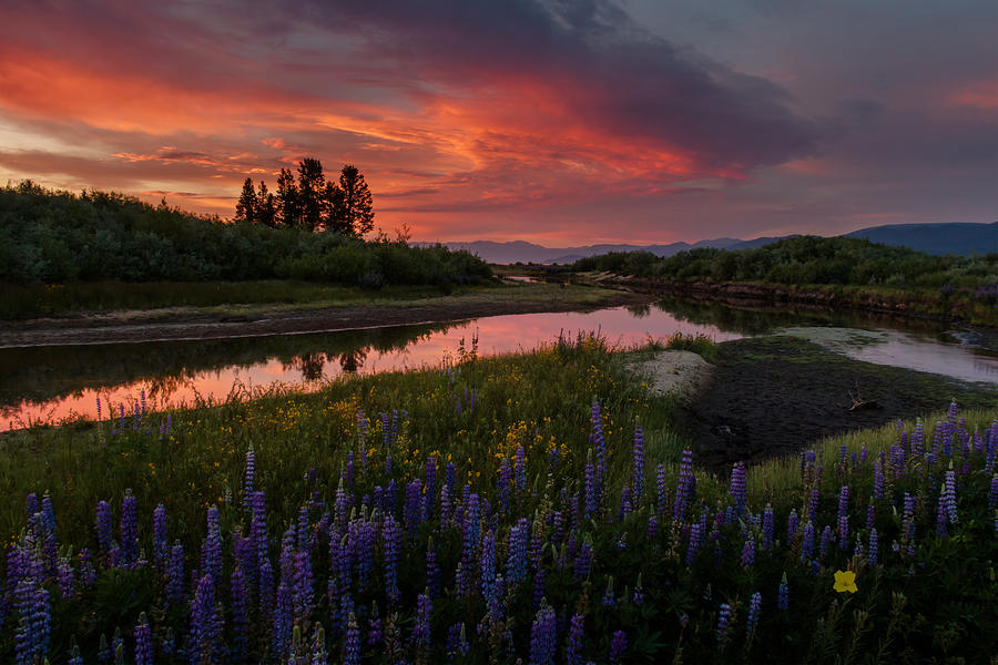 Wildflowers at Sunset on the Upper Truckee Photograph by Mike Herron ...