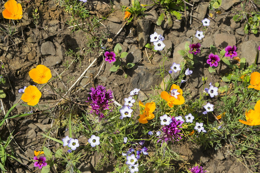 Wildflowers At Table Mountain Photograph by Frank Wilson