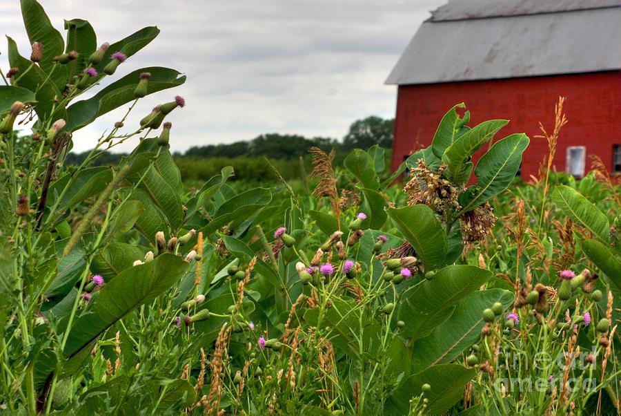 Wildflowers at the barn Photograph by David Bearden