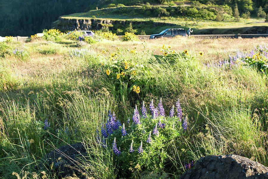 Wildflowers at the Rowena Ovelook Photograph by Tom Cochran