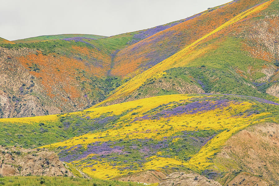 Wildflowers at the Summit Photograph by Marc Crumpler