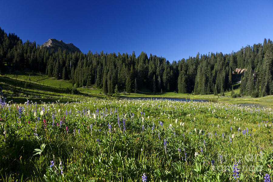 Wildflowers at Tipsoo Lake Mount Rainier National Park Photograph by ...