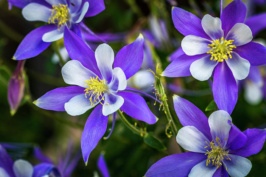 Wildflowers Blue Columbines Photograph by Teri Virbickis - Fine Art America