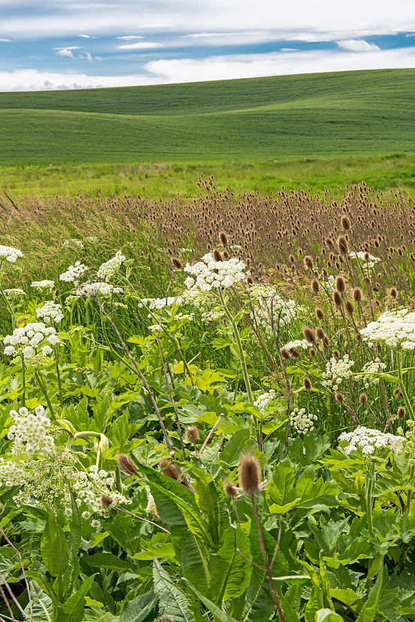 Wildflowers Border The Palouse   Washington State Photograph by Willie Harper