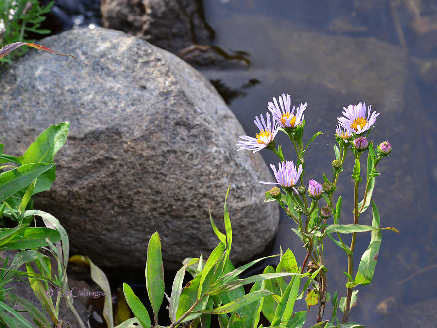 Wildflowers by a Stream Photograph by Kae Cheatham