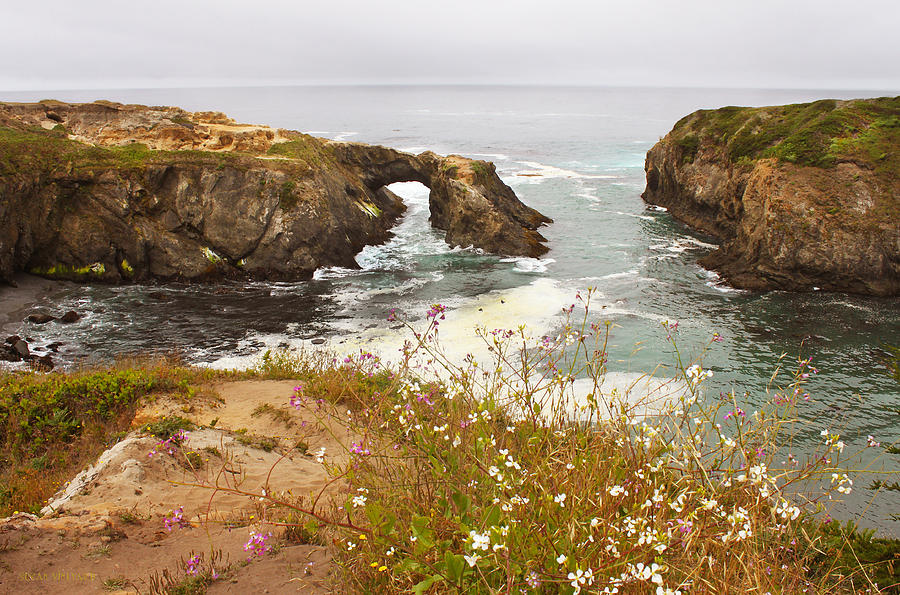 Wildflowers by the Ccean - Mendocino Photograph by Susan Vineyard