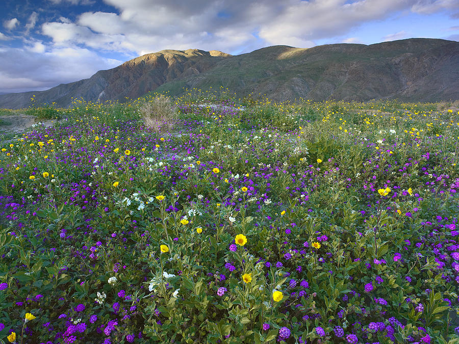 Flower Photograph - Wildflowers Carpeting The Ground by Tim Fitzharris