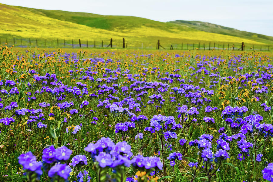 Wildflowers Carrizo Plain Photograph by Kyle Hanson